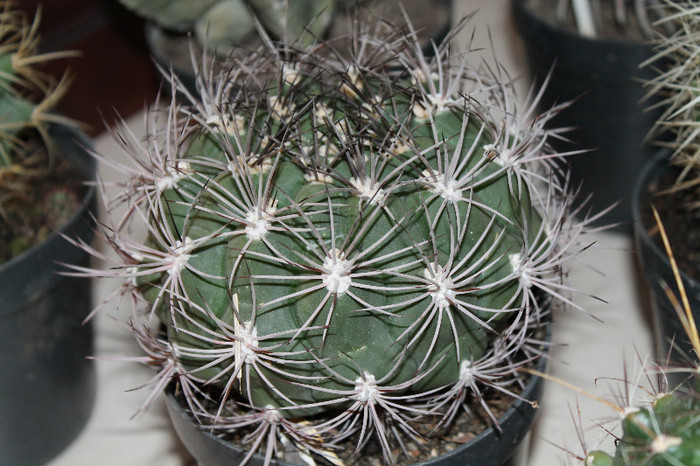 expo cactusi 2012 043 - expo cactusi baia mare