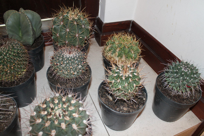 expo cactusi 2012 046
