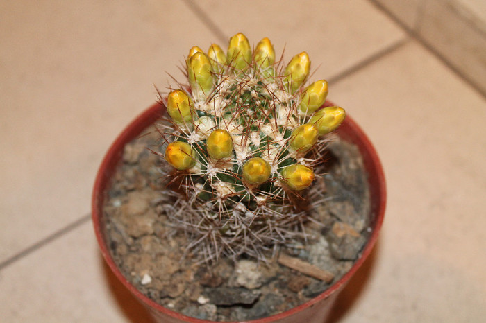 expo cactusi 2012 054