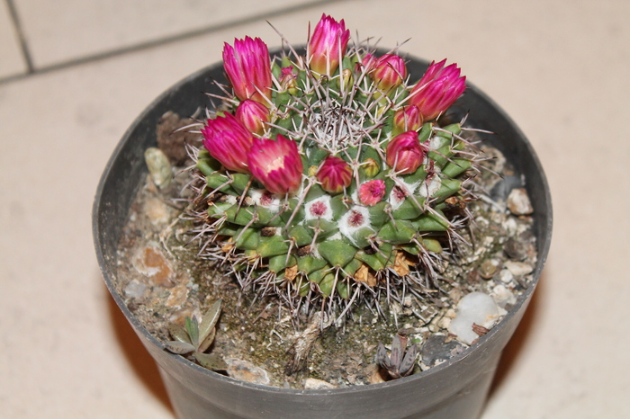 expo cactusi 2012 055