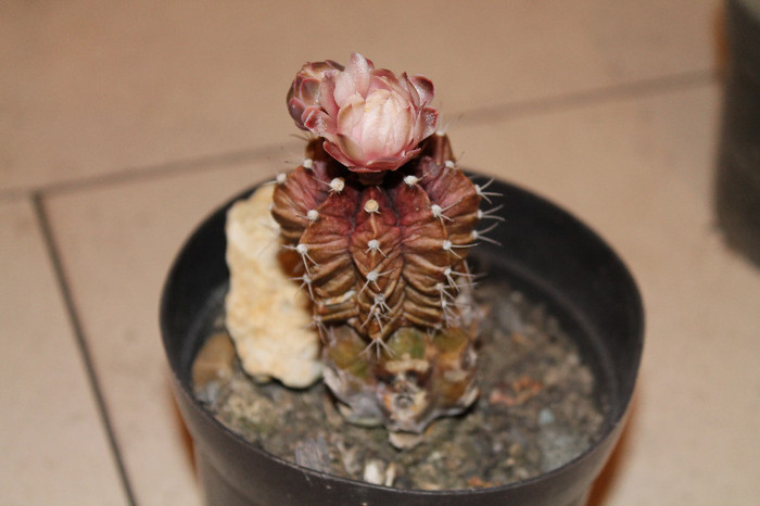 expo cactusi 2012 056