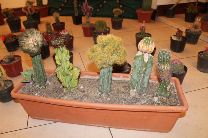 expo cactusi 2012 057