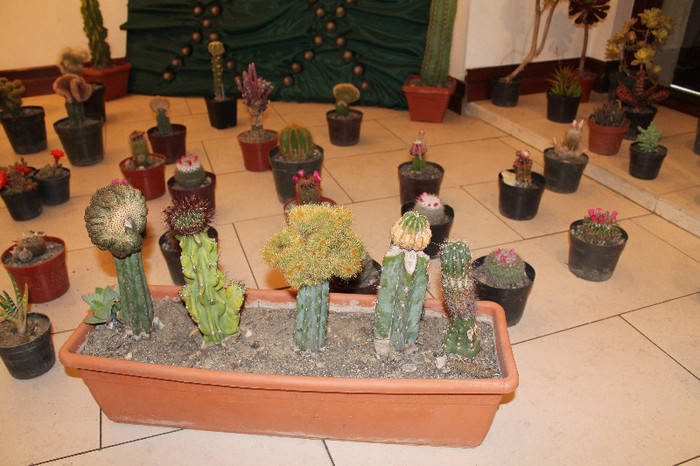 expo cactusi 2012 058