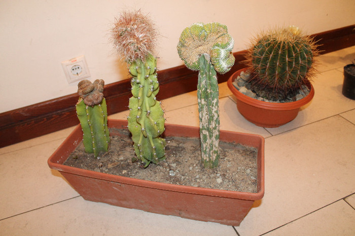 expo cactusi 2012 060