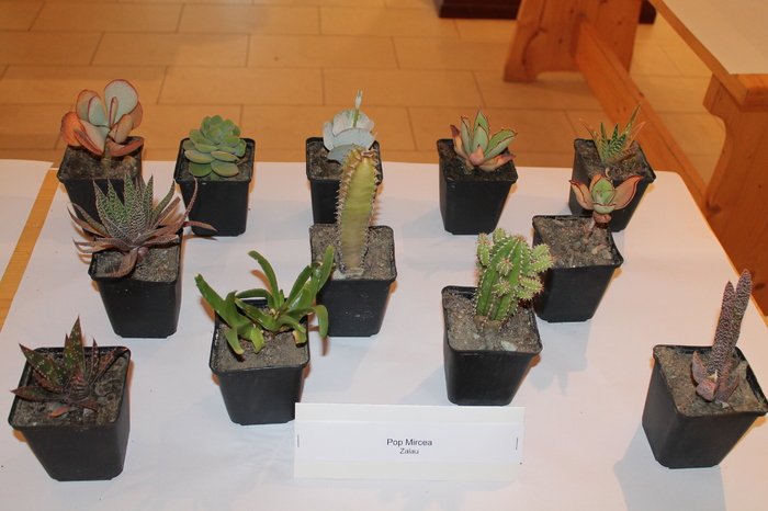 expo cactusi 2012 061