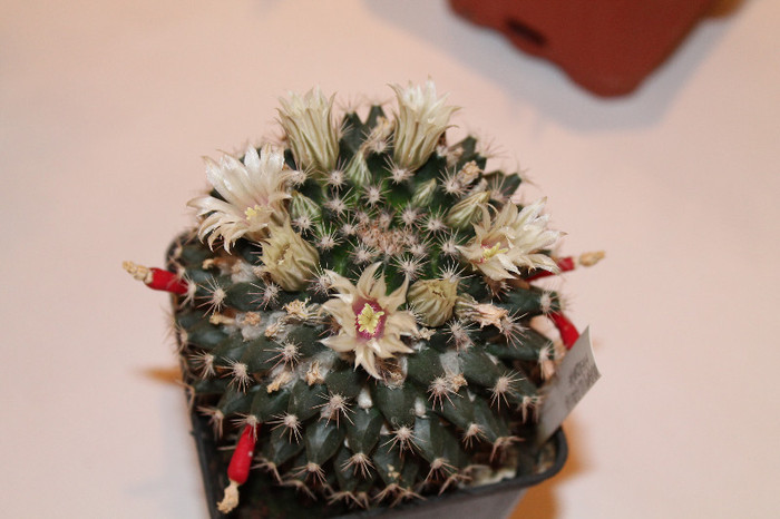 expo cactusi 2012 063