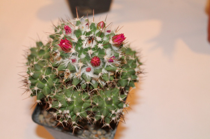 expo cactusi 2012 064