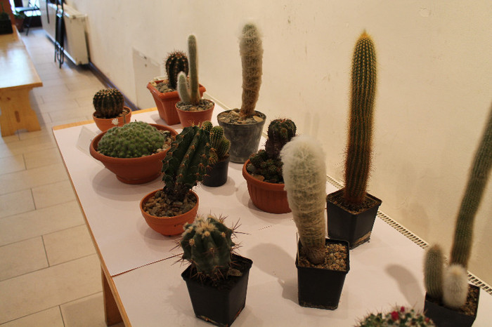 expo cactusi 2012 065