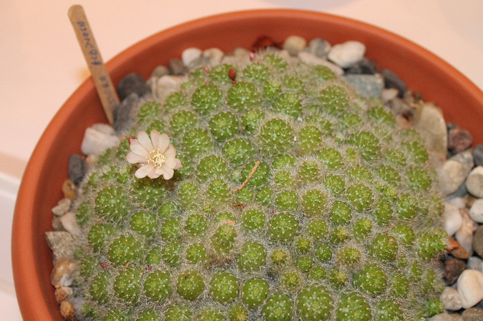 expo cactusi 2012 066