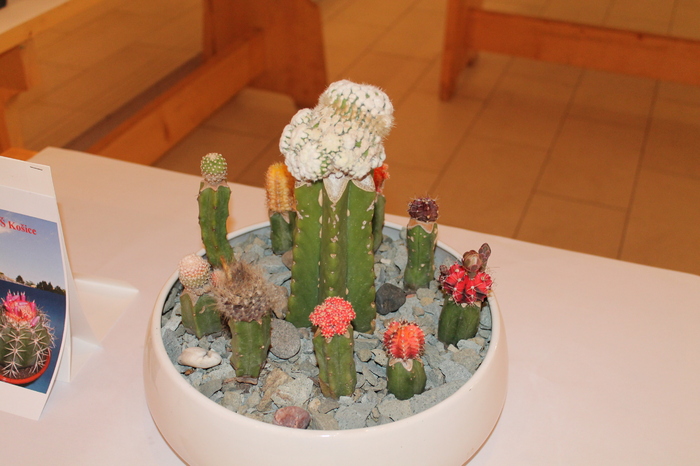 expo cactusi 2012 067