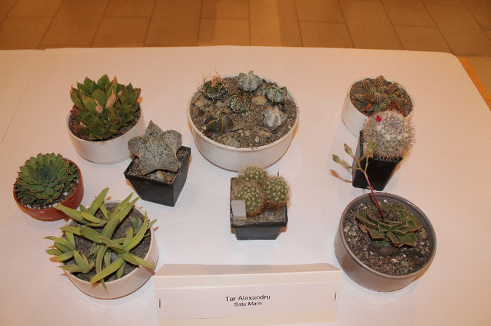 expo cactusi 2012 068
