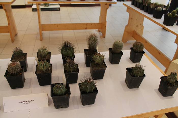 expo cactusi 2012 070