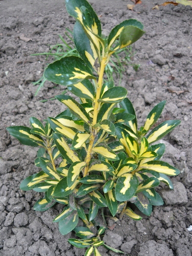 Aureo variegata