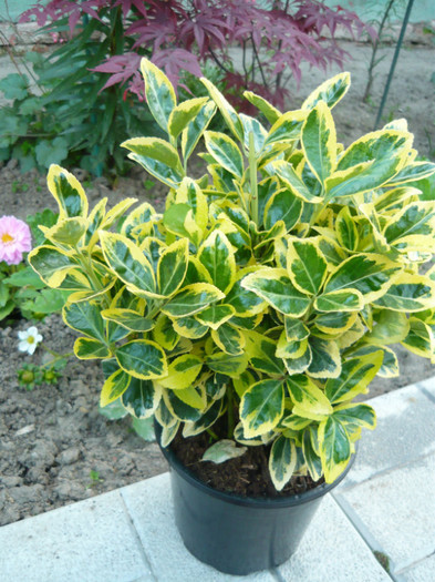 jap. Marieke - Euonymus