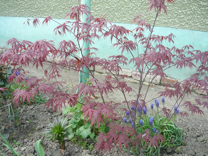 Bloodgood (april 2011)