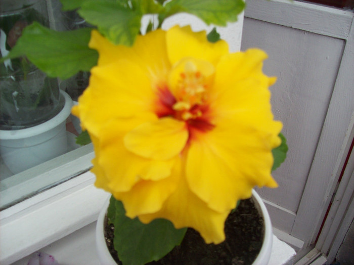 101_3038 - hibiscus