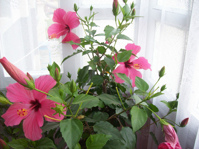 101_3040 - hibiscus