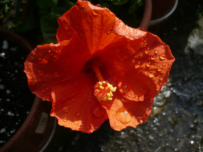 P1130890