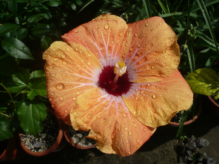 P1130892