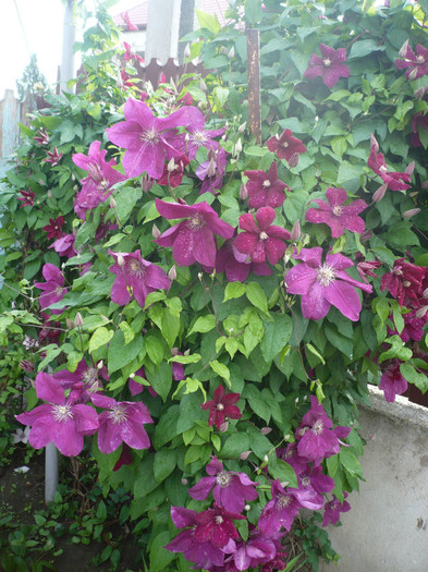 24.05.2012 - GRADINA 2012