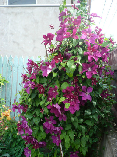 P1130905 - GRADINA 2012