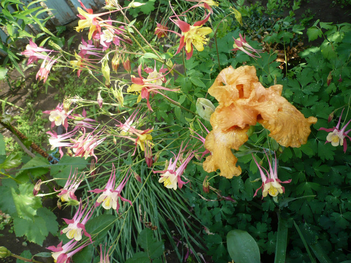 P1130906 - GRADINA 2012