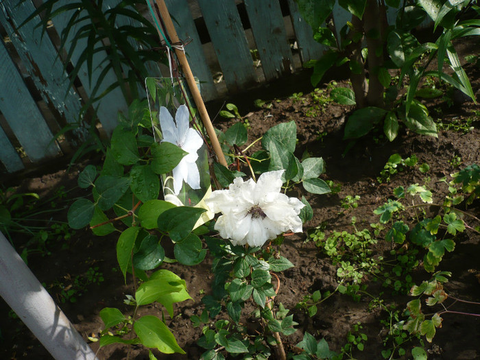 P1130908 - GRADINA 2012