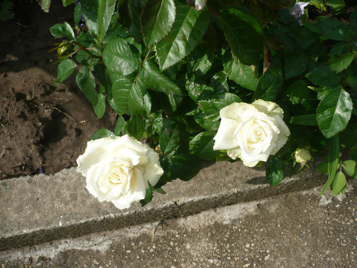 P1130909 - GRADINA 2012