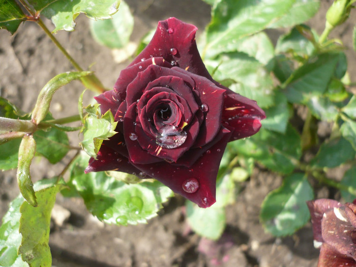 P1130910 - GRADINA 2012