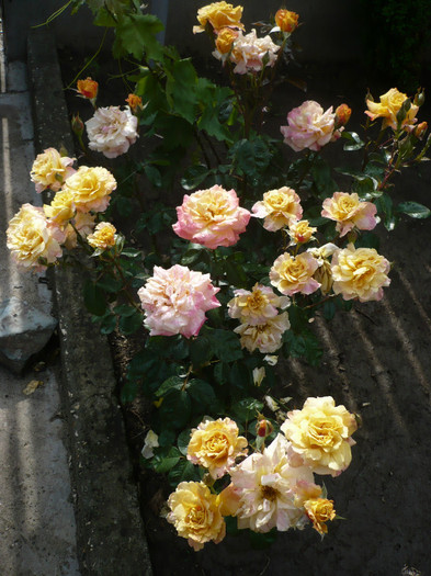 P1130911 - GRADINA 2012