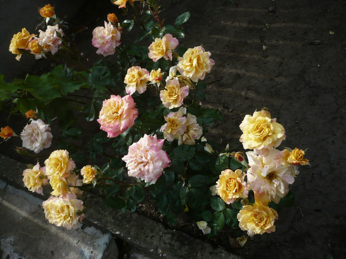 P1130912 - GRADINA 2012