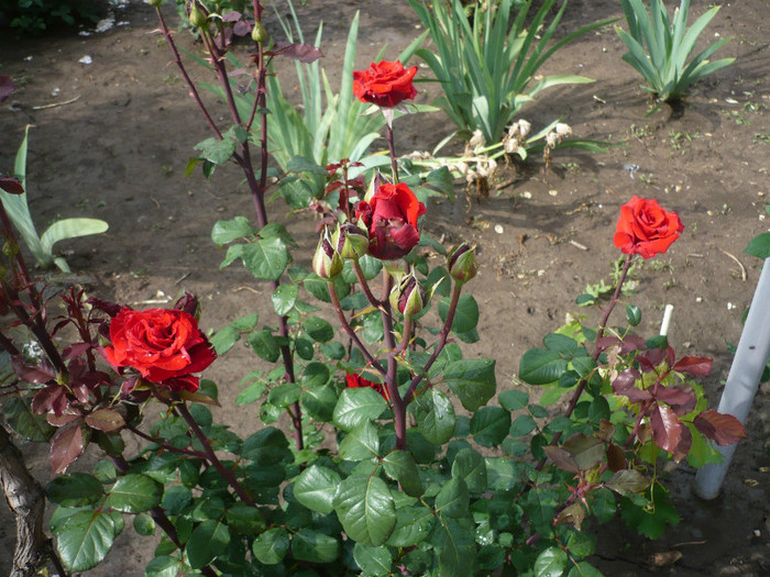 P1130913 - GRADINA 2012