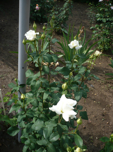 P1130914 - GRADINA 2012