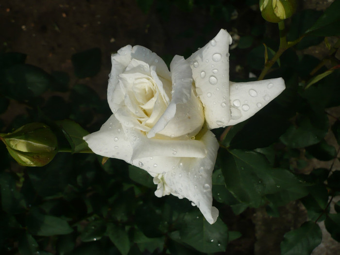 P1130915 - GRADINA 2012