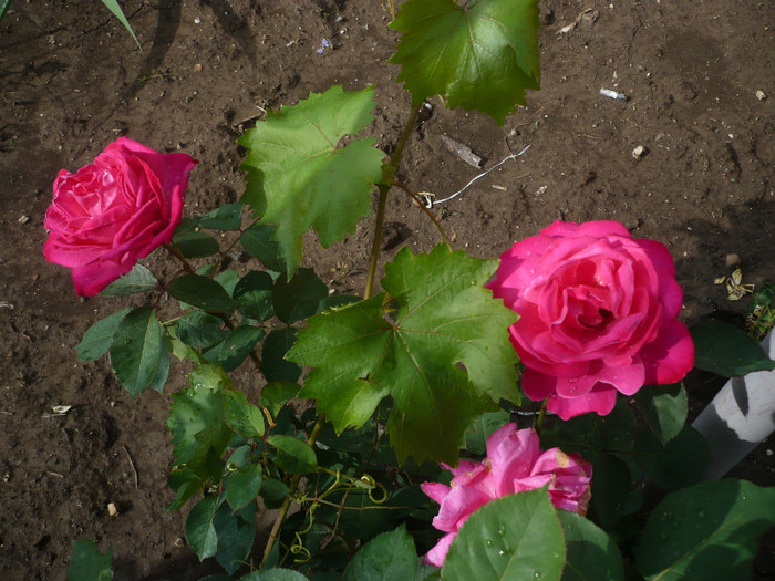 P1130917 - GRADINA 2012