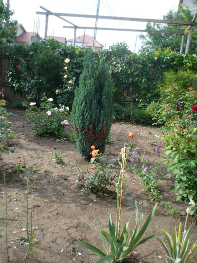 P1130918 - GRADINA 2012