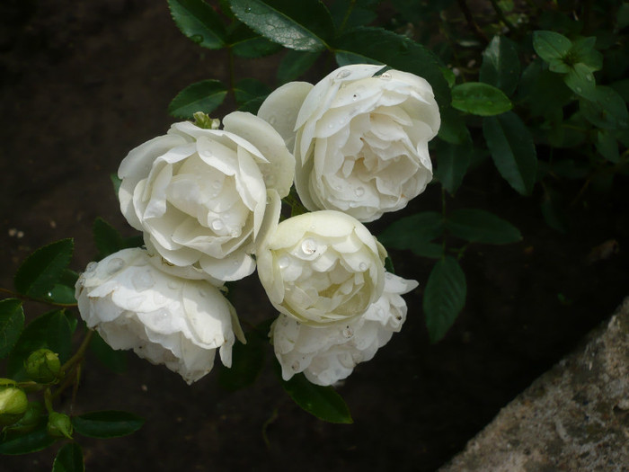 P1130920 - GRADINA 2012