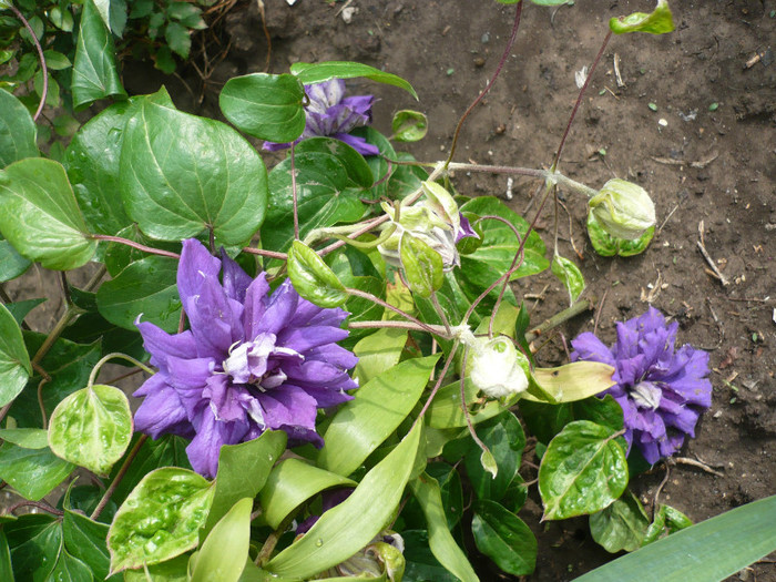 P1130922 - GRADINA 2012