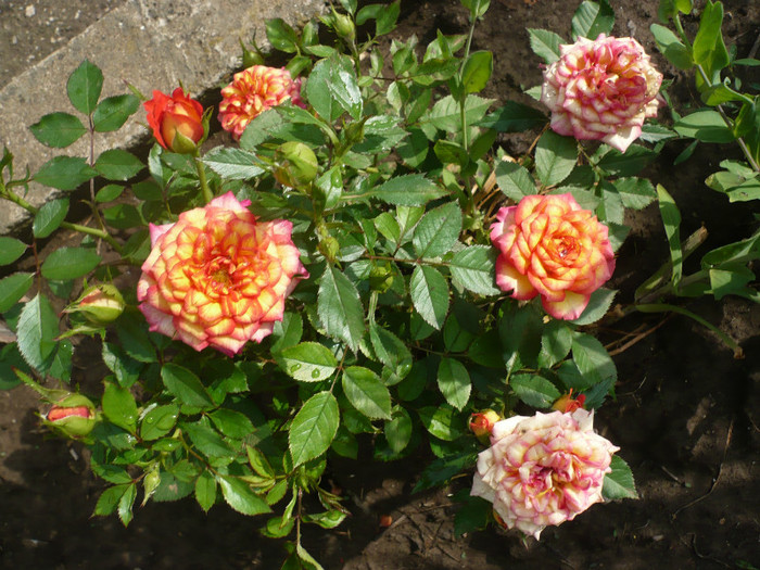 P1130924 - GRADINA 2012