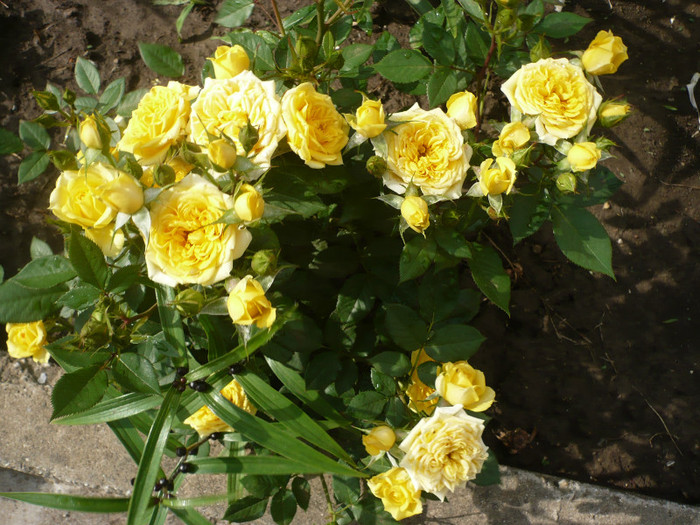 P1130925 - GRADINA 2012