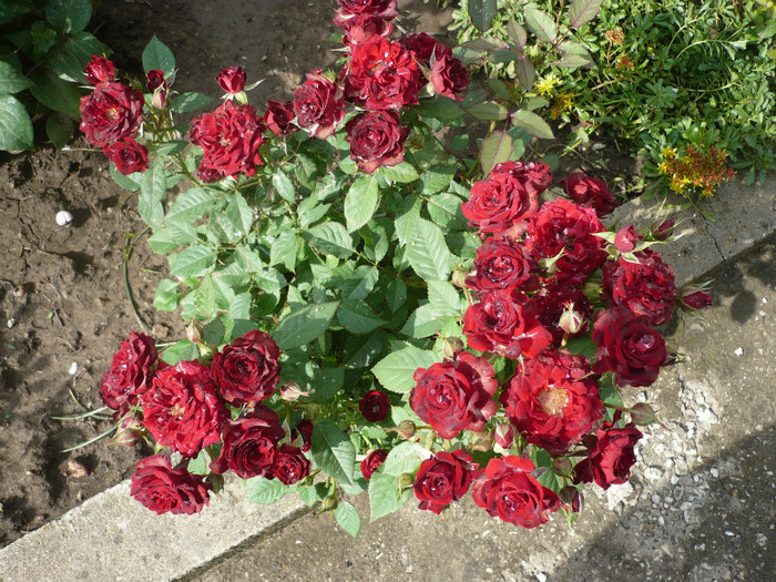 P1130926 - GRADINA 2012