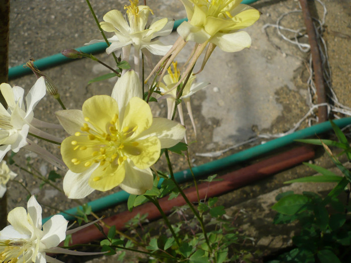 P1130927 - GRADINA 2012