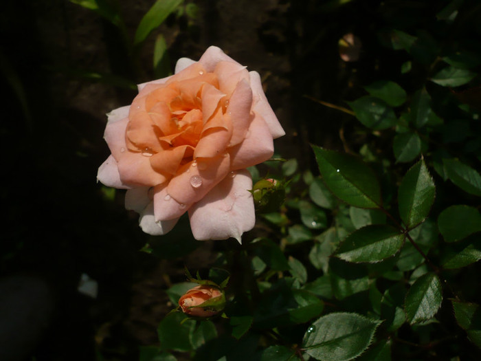 P1130931 - GRADINA 2012