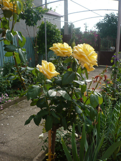 P1130932 - GRADINA 2012
