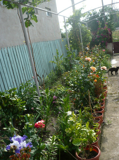 P1130935 - GRADINA 2012