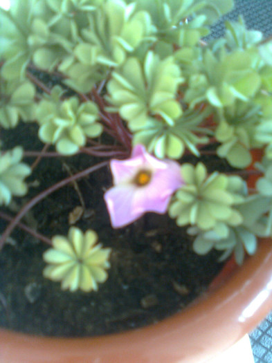 oxalis de la olguta multumesc