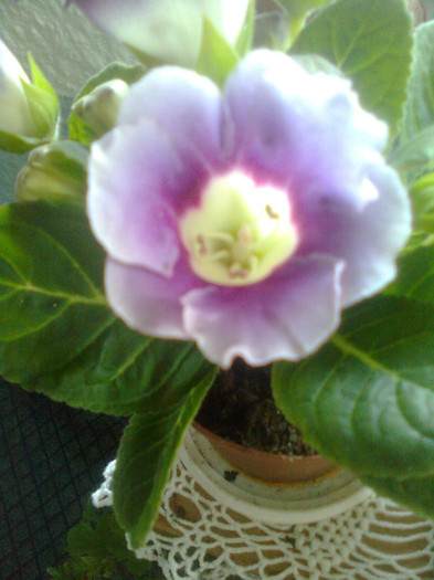 Clau^^2164 - gloxinia 2012