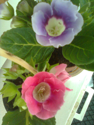 Clau^^2167 - gloxinia 2012