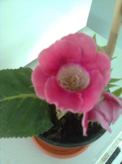 Clau^^2166 - gloxinia 2012