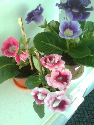 Clau^^2168 - gloxinia 2012